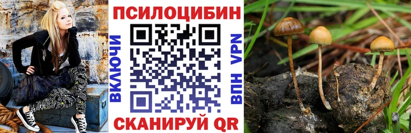 гидра tor наркотики Берёзовка Галлюциногенные грибы Psilocybine cubensis